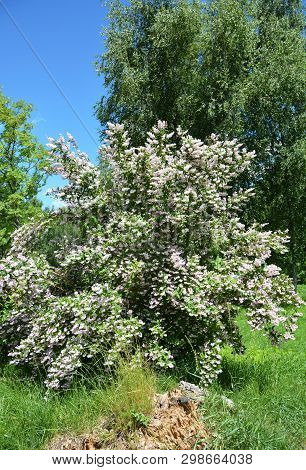 Deutzia Bush. Blossoming Deutzia, Deytion Rough, Or Star-shaped Flowering Bush In The Garden