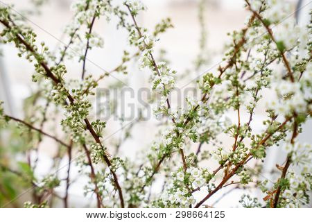 Blooming Spirea, Snow White. Close-up Of White Spirea Blossoms With Select Focus And Blurry Backgrou