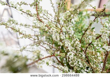 Blooming Spirea, Snow White. Close-up Of White Spirea Blossoms With Select Focus And Blurry Backgrou