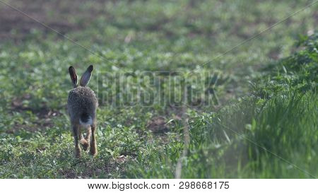 Wild Brown Hare Runs Along A Farm Meadow In The Spring