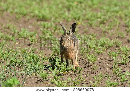 Wild Brown Hare Runs Along A Farm Meadow In The Spring