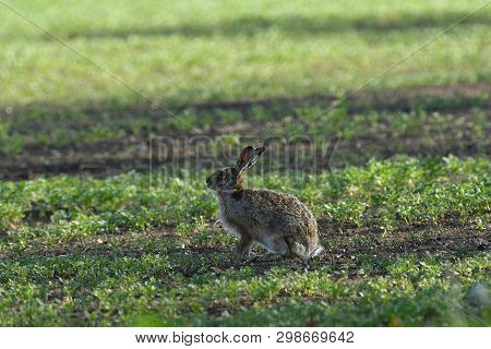 Portrait Of Brown Hare Wildlife On The Meadow Field
