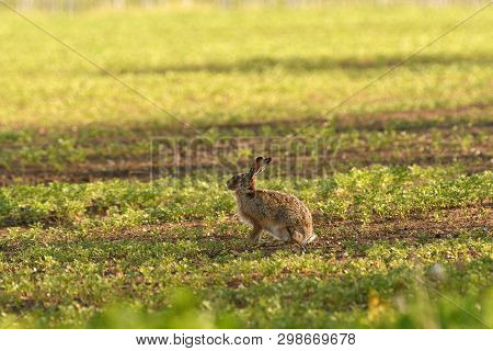 Wild Brown Hare Runs Along A Farm Meadow In The Spring