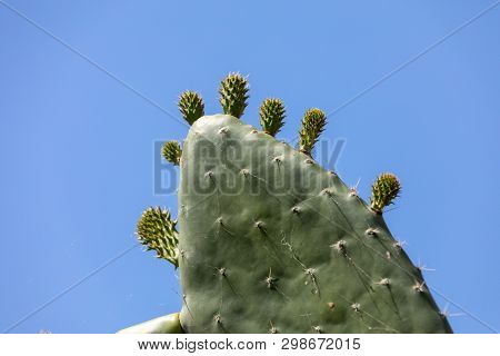 Opuntia Ficus-indica Is A Species Of Cactus That Has Long Been A Domesticated Crop Plant Important I