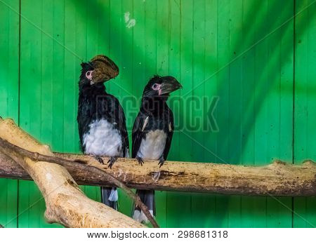 Couple Of Trumpeter Hornbills Sitting On A Tree Branch, Tropical Bird Specie From Africa
