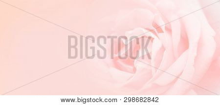 Softness Pink Rose Background. Background With Space For Text Writing.