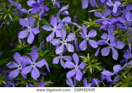 Beautiful Blue Flowers Phlox Splayed In The Garden