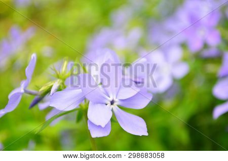 Beautiful Blue Flowers Phlox Splayed In The Garden