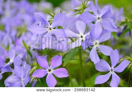 Beautiful Blue Flowers Phlox Splayed In The Garden