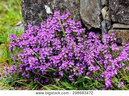 Fairy Foxglove, Starflower (erinus Alpinus) - Native Flowers In Ireland, Europe