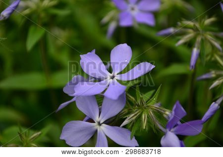 Beautiful Blue Flowers Phlox Splayed In The Garden