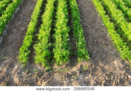 Carrot Plantations Grow In The Field. Vegetable Rows. Agriculture. Farming. Growing Vegetables. Farm