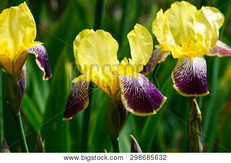 Beautiful Blossom Yellow Tall Bearded Iris Flowers