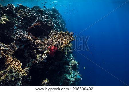Underwater View With Rocks And Corals In Blue Ocean. Menjangan Island, Bali