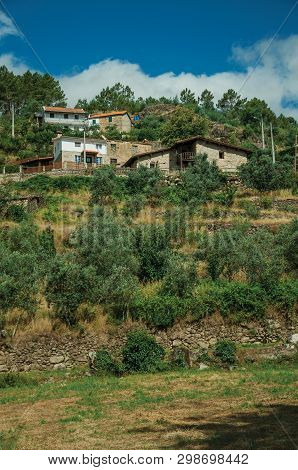 Countryside Landscape With Rustic Houses On Hill With Terraced Olive Trees, In A Sunny Day At Unhais