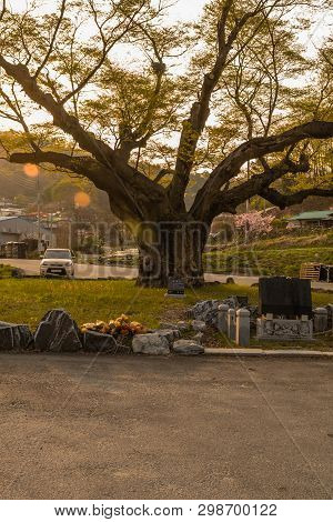 Cheonju, South Korea; April 20, 2019: Large Tree In Rural Farming Community. Tree Is 630 Years Old, 