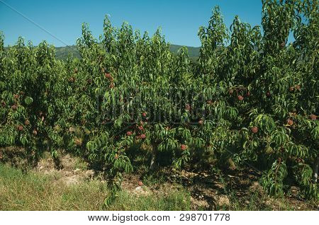Orchard With Peach Trees Laden With Ripe Fruits