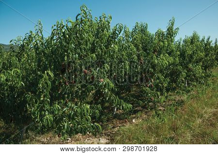Orchard With Peach Trees Laden With Ripe Fruits