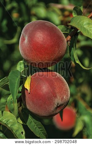 Close-up Of Red Ripe Peaches Stuck To Leafy Branch