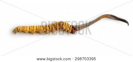 Cordycepe Sinensis (chong Cao, Dong Chong Xia Cao) Or Mushroom Cordyceps This Is A Herbs On Isolated