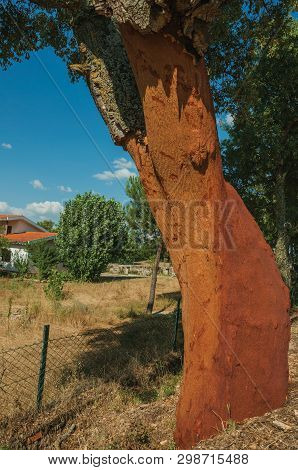 Cork Tree Trunk With The Bark Removed