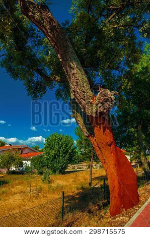 Cork Tree Trunk, Very Common In Portugal, With The Bark Removed To Produce Corks, At Serra Da Estrel