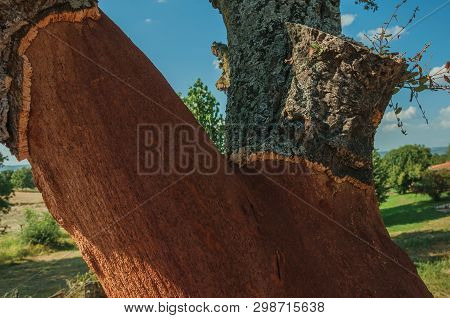 Close-up Of Cork Tree Trunk, Very Common In Portugal, With The Bark Removed To Produce Corks, At Ser