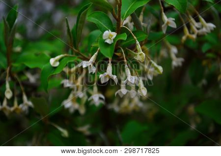 Branches Elaeagnus Bush With Small Beige Flowers And Leaves