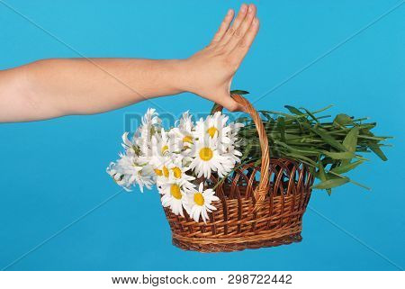 Сhamomile Flowers In The Wicker Basket In Hand On Blue Background