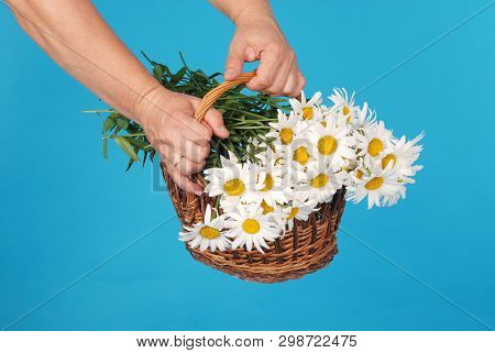 Сhamomile Flowers In The Wicker Basket In Hand On Blue Background