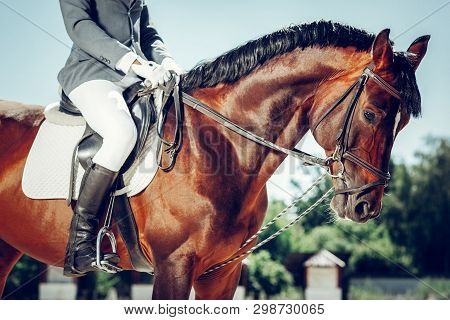 Beautiful Brown Graceful Horse Looking At You