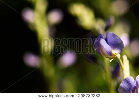 A Purple, False Indigo Flower Blooms In Springtime.