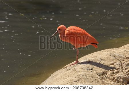 Scarlet Ibis, Eudocimus Ruber Is At The Lake. Nature Landscape