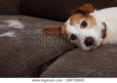 Furry Jack Russell Dog, Shedding Hair During Molt Season Playing On Sofa Furniture.