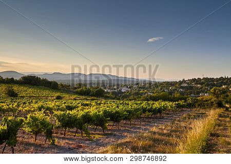 Vineyard At Sunset. A Plantation Of Grapevines. Hilly Mediterranean Landscape, South France, Europe