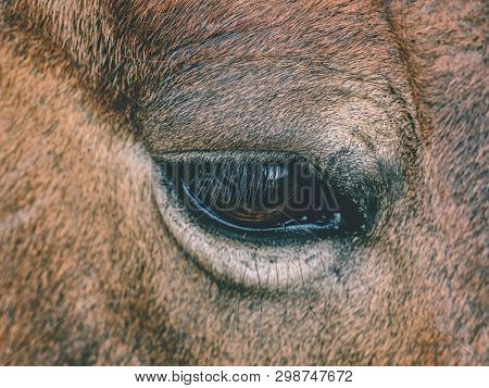 Head Of Horse In Detail. Close Up View.  Domestic Old Horse.