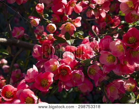 Flowering Bush Japanese Quince. Beautiful Pink Flowers Chaenomeles Japonica On The Branches. Apple Q