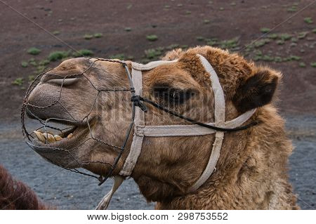 Color Picture Of A Dromedary Head In Lanzarote, Spain