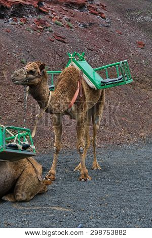 Dromedary For The Transport Of Tourists On The Timanfaya Lava Dunes In Lanzarote, Canary Islands