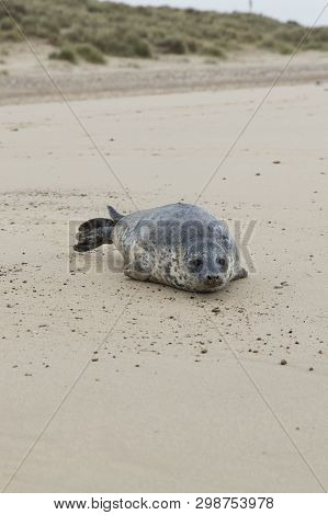 Seals In Winter On The Beach, Horsey, Norfolk, Uk In The Evening, December 2015