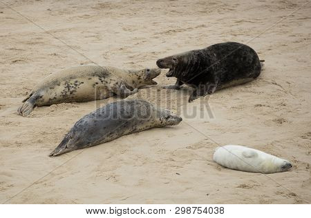 Seals In Winter On The Beach At Winterton On Sea, Norfolk, Uk In The Evening, December 2017
