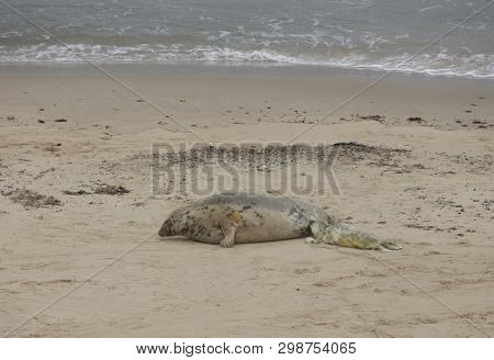 Seals In Winter On The Beach At Winterton On Sea, Norfolk, Uk In The Evening, December 2017