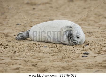Seals In Winter On The Beach At Winterton On Sea, Norfolk, Uk In The Evening, December 2017