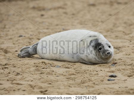 Seals In Winter On The Beach At Winterton On Sea, Norfolk, Uk In The Evening, December 2017