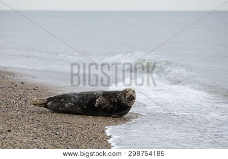 Seals In Winter On The Beach At Winterton On Sea, Norfolk, Uk In The Evening, December 2017