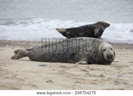 Seals In Winter On The Beach At Winterton On Sea, Norfolk, Uk In The Evening, December 2017