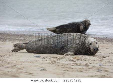 Seals In Winter On The Beach At Winterton On Sea, Norfolk, Uk In The Evening, December 2017