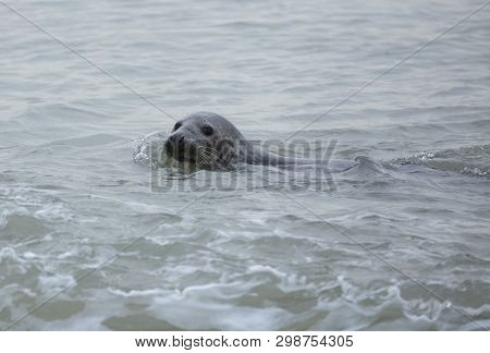Seals In Winter On The Beach At Winterton On Sea, Norfolk, Uk In The Evening, December 2017