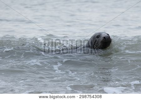 Seals In Winter On The Beach At Winterton On Sea, Norfolk, Uk In The Evening, December 2017