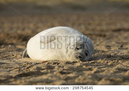 Seals In Winter On The Beach At Winterton On Sea, Norfolk, Uk In The Evening, December 2017
